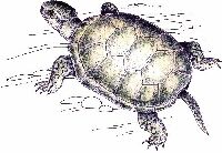 Turtle103.jpg