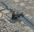 Мышь на брусчатке Германия .JPG